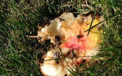 The Bugs We Can’t Live Without, Most Magical Witches Broom, Baked Apples