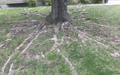 Surface Roots Make it Difficult to Mow, Don’t Let Herbicides Keep You in the Weeds, Mango Fluff