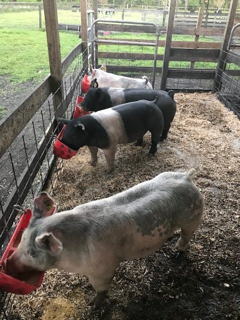 pig pic