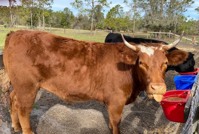 red cow