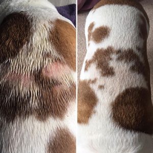 stinky stuff ear drops