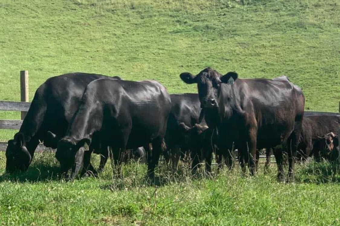 cattle-in-a-field