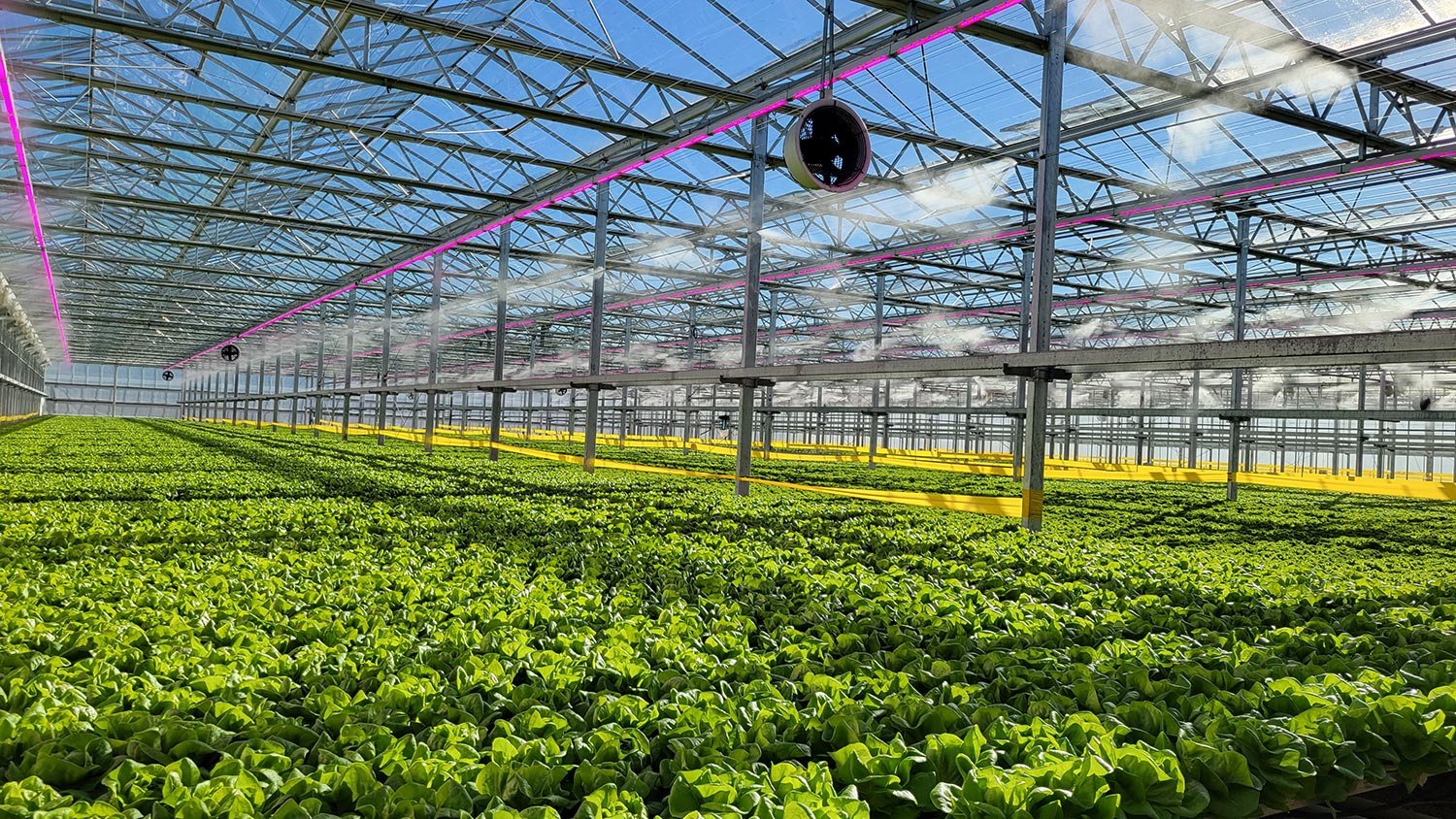 greenhouse-picture-2023 Great Lakes Growers new greenhouse