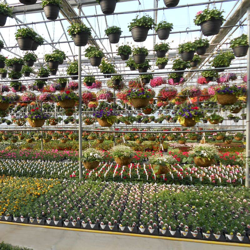 Greenhouse flowers