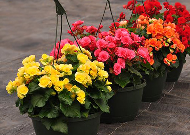 Begonia-Reiger-HB-FR Begonias Fundraisers