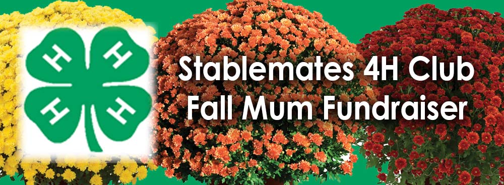 Stablemates-Fall-Mum Stablemates 4H Fall Mum Fundraiser