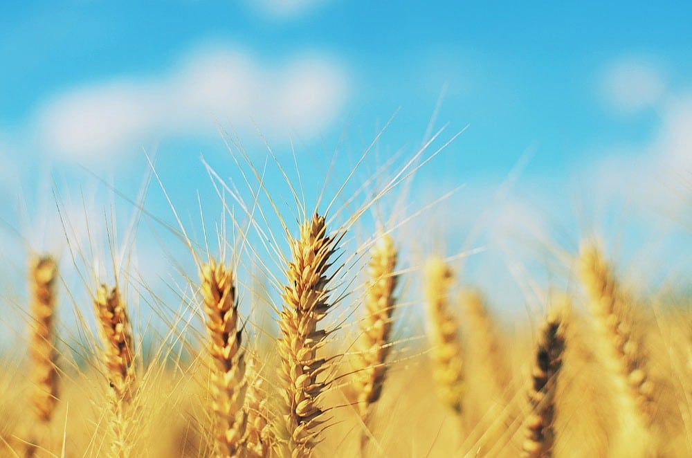Harvest and Communication