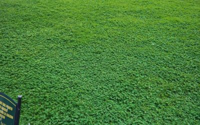 Clover Comeback, Rising Tide, Ruby Salad