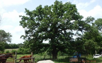 How Trees Could Save the Climate, Peak in the Heat, Korean BBQ Chicken Thighs