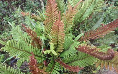 Sensitive Ferns, Girdle Me Not, Comfort Beef Stew