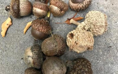 How to Plant an Acorn, Prairie Grass Companion, Zucchini Hotcakes