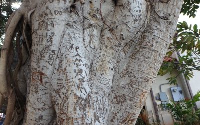How to Keep Your Fresh Flowers Longer, Tree Tattoos