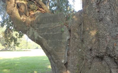 Time Scale for Plants, Concrete Findings, Bean Bake