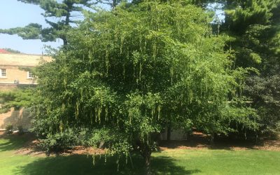 The Rare American Yellowwood Tree, Boxwood Burnout, Slow Cooker Chicken Chili