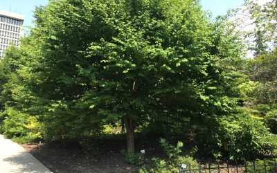 Making the Most of Small Spaces, Shrub Pruning Guidelines, Roasted Cod and Potatoes