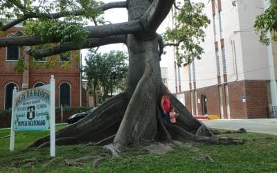 Remarkable Trees I Have Seen, Sesame Pork Roast