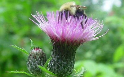 Why There Will Always Be Thistle, How to Water, Meatloaf