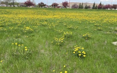 Amnesty for Dandelions, Barking Beauties, Triple Sesame Tea Cakes