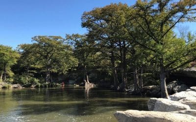 “Baldy” aka the Bald Cypress