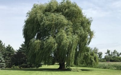 The Aspirin and the Willow, Broccoli Spoon Salad