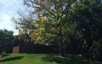 Oaks under Threat, Orange Julep