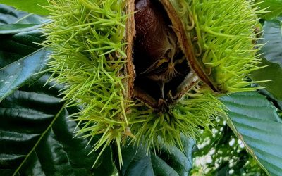 Dashed Hopes for a Chestnut Revival, Chicken Pesto Meatballs
