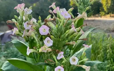 Understanding Poisonous Botany, Rhubarb Shake