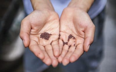 A Mustard Seed Story