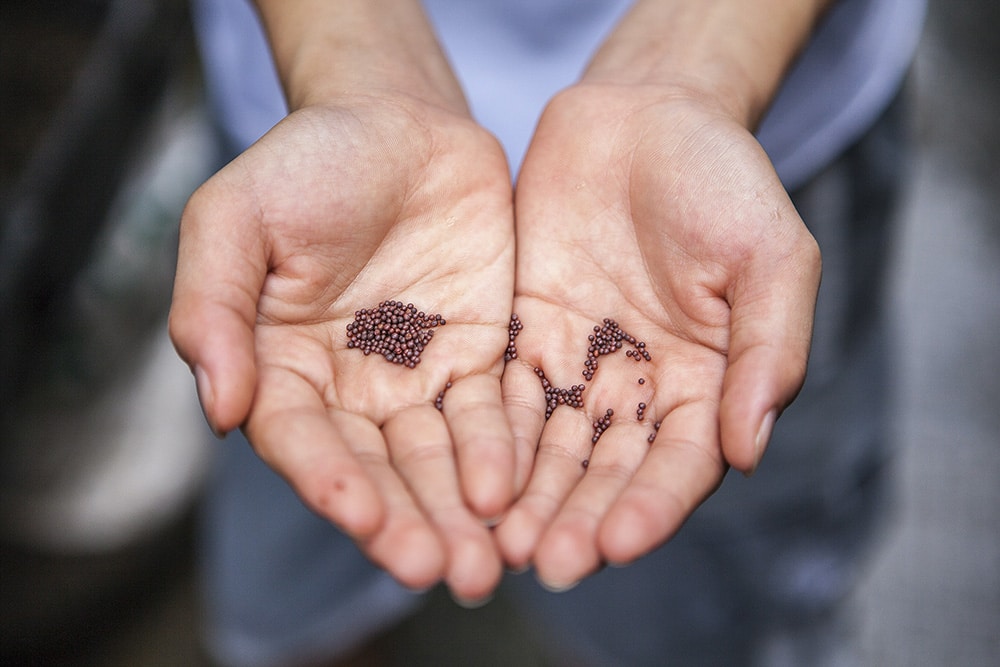 A Mustard Seed Story