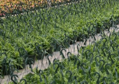 10-Inch Fern Baskets
