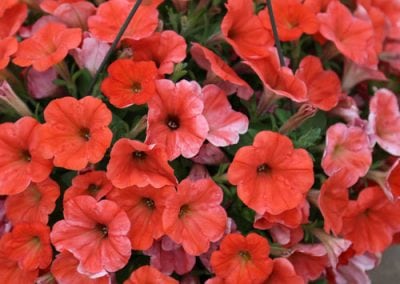 10-Inch Hanging Baskets
