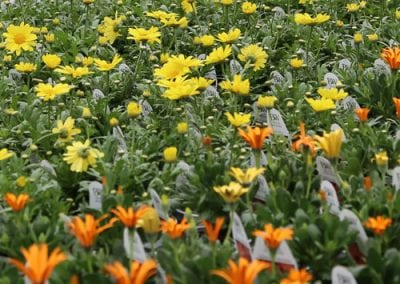 4-Inch Annuals