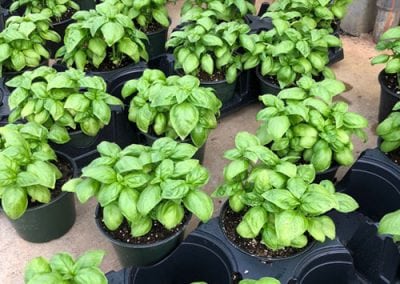 4-Inch Herbs and Vegetables