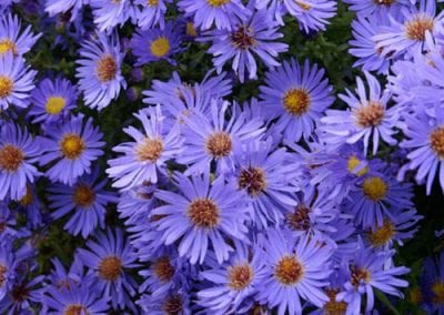 Asters