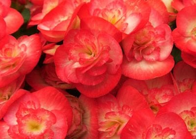 Reiger Begonias