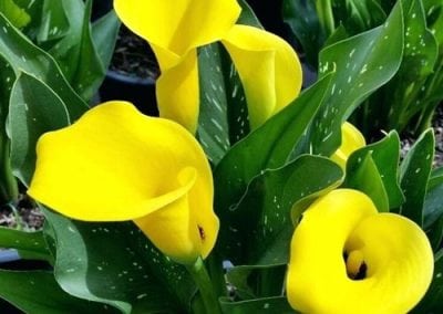 Calla Lilies