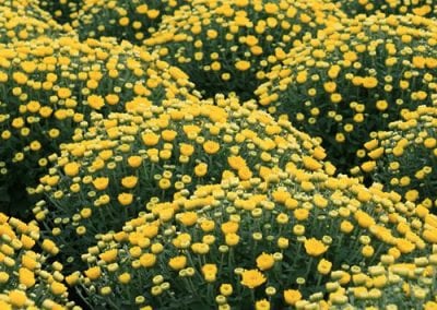 Chrysanthemums