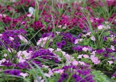 Combination Planters