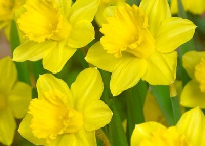 Daffodils