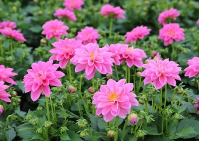 Urban Grower Dahlias
