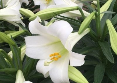 Easter Lilies