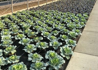 Flowering Cabbage and Kale
