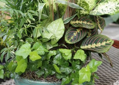 Foliage Dish Gardens