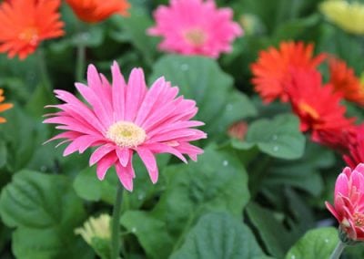 Gerber Daisies
