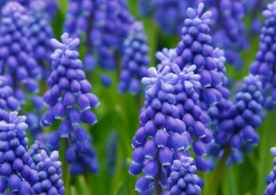 Hyacinths