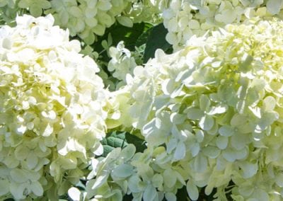 Hydrangeas