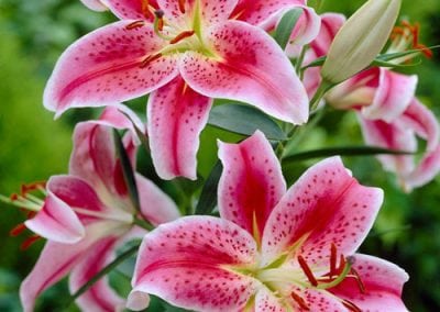 Oriental Lilies