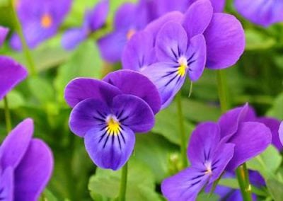 Pansies