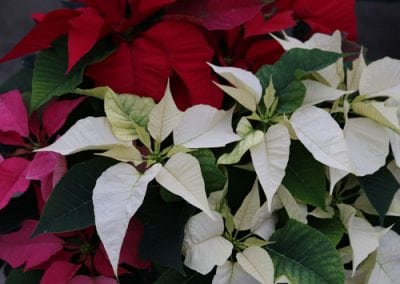 Poinsettias
