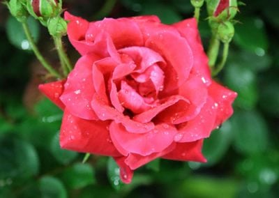 Roses